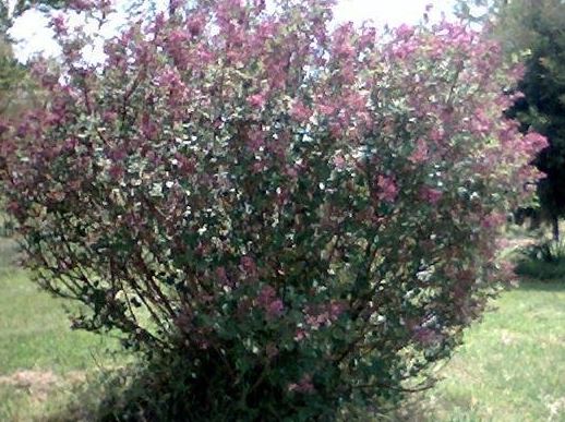Syringa, Dwarf Korean Lilac, Meyer Lilac Palibin