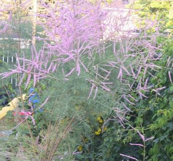 Tamarix, Five-Stamen Tamarix, Saltcedar, Salt Cedar, Tamarisk Summer Glow
