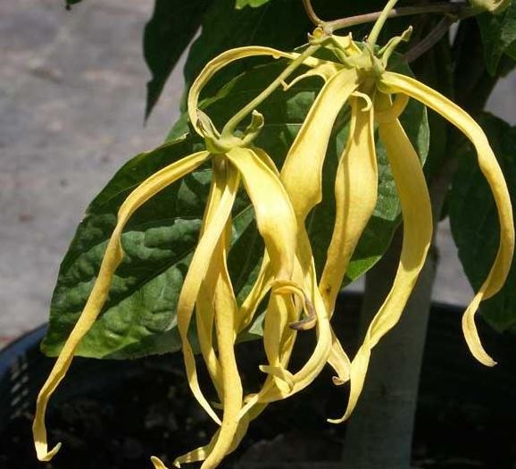 Cananga Species, Dwarf Ylang-Ylang Tree