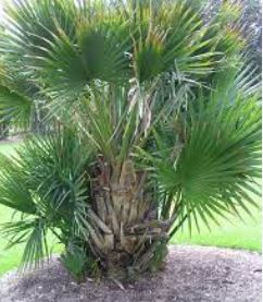 Sabal, Bluestem Palmetto, Blue Palm, Dwarf Palmetto McCurtain