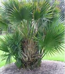 Sabal, Bluestem Palmetto, Blue Palm, Dwarf Palmetto 'McCurtain'