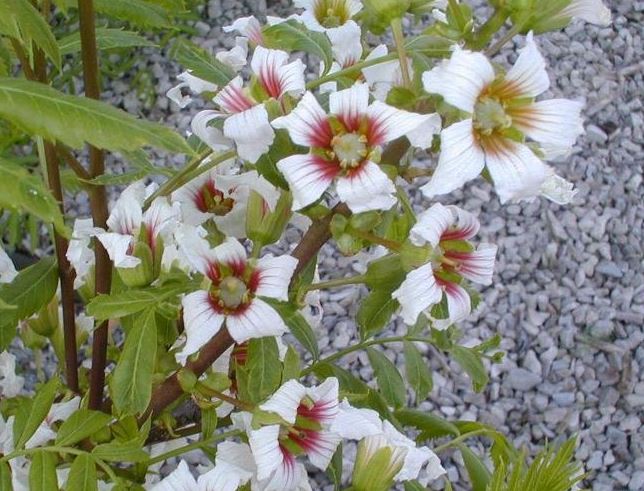 Chinese Flowering Chestnut, Shiny Leaf Yellowhorn