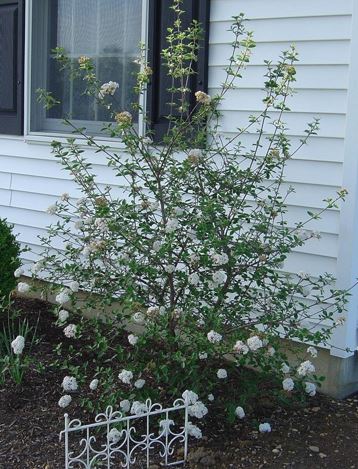 Viburnum Species, Koreanspice Viburnum