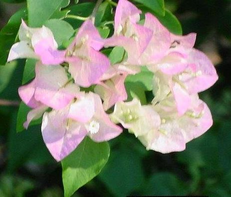 Bougainvillea Species, Paper Flower, Lesser Bougainvillea