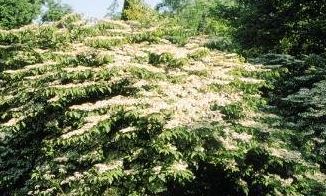 Viburnum Species, Doublefile Viburnum