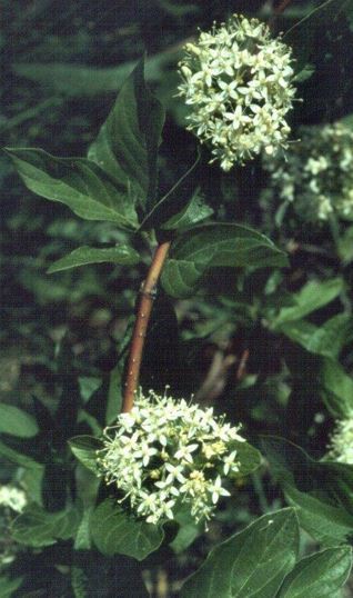 Bailey Red Twig Dogwood, Redosier Dogwood, Red Osier Dogwood