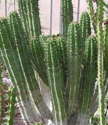 Euphorbia Species