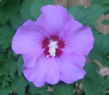 Hibiscus, Rose of Sharon, Shrub Althea Blue Bird