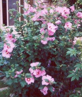 Hibiscus, Rose of Sharon, Shrub Althea Minerva