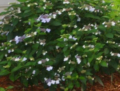 Mountain Hydrangea Blue Bird