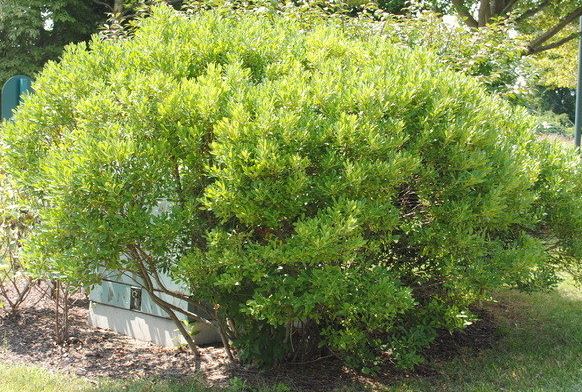 Inkberry, Gallberry Shamrock
