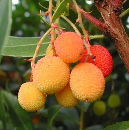 Arbutus Species, Killarney Strawberry Tree, Western Strawberry Tree