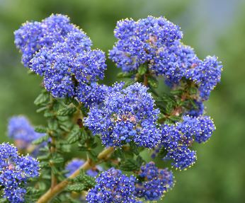 Ceanothus, California Lilac Dark Star