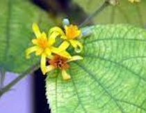 Grewia Species, Dhaman, Falsa, Phalsa