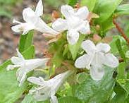 Glossy Abelia Rose Creek