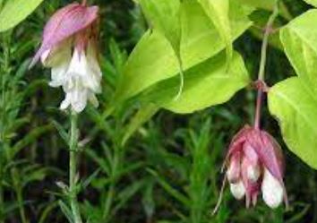 Leycesteria, Elishas Tears, Himalayan Honeysuckle, Pheasant Berry Golden Lanterns