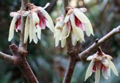 Chimonanthus Species, Fragrant Wintersweet Tree, Japanese Allspice, Winter Sweet