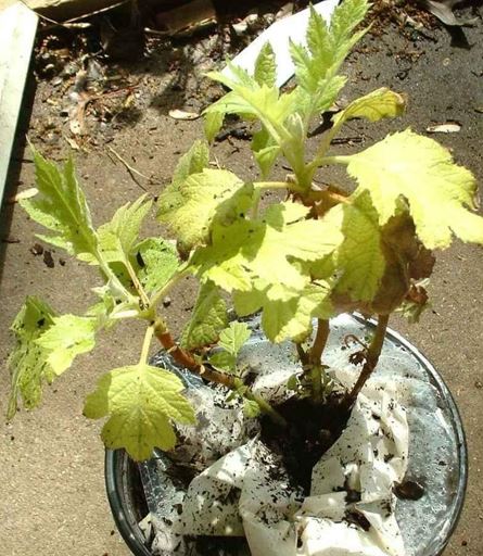 Oakleaf Hydrangea Little Honey