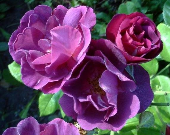 Shrub Rose Rhapsody in Blue