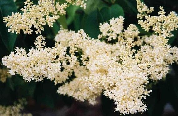 Syringa Species, Japanese Tree Lilac
