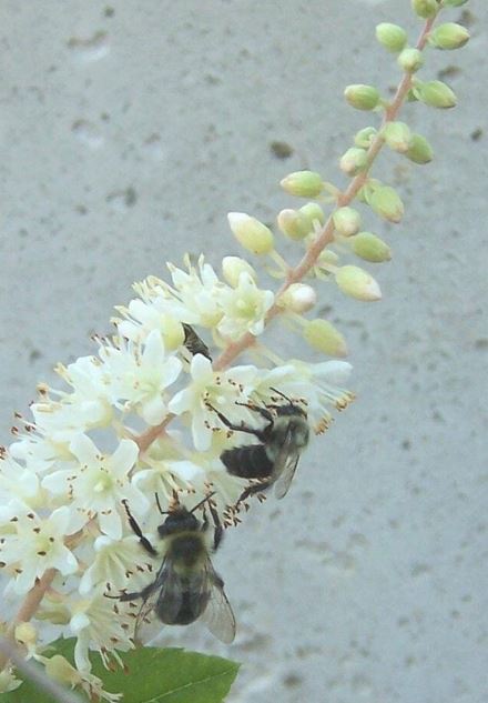 Clethra Species, Summersweet, Sweet Pepper Bush