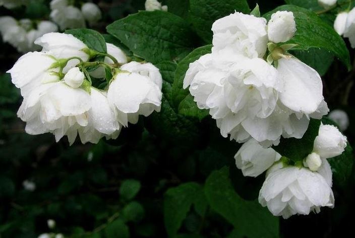 Philadelphus, Mockorange, Virginal Mock Orange