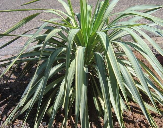 Yucca, Curve-Leaf Yucca, Pendulous Yucca, Weeping Yucca Margaritaville
