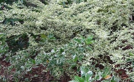 Ligustrum, Variegated Chinese Privet Variegata