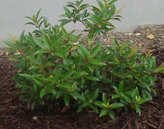 Pieris Species, Fetterbush, Mountain Andromeda, Mountain Pieris