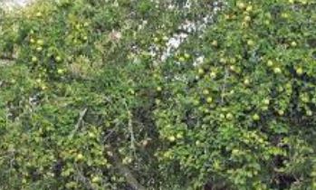 Cydonia Species, Common Quince, Fruiting Quince