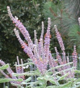 Amorpha Species, Lead Plant