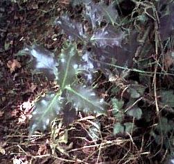 Ilex Species, English Holly, European Holly