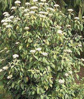 Viburnum Species, Leatherleaf Viburnum