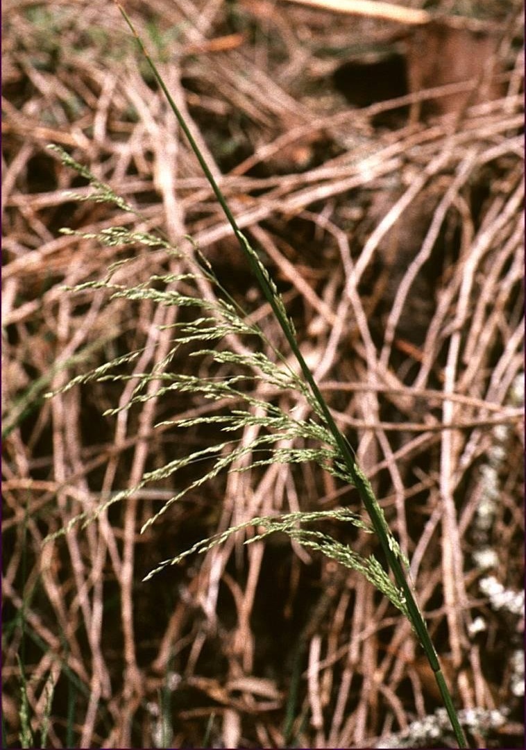 Common Tussock Grass, Blue Tussock Grass