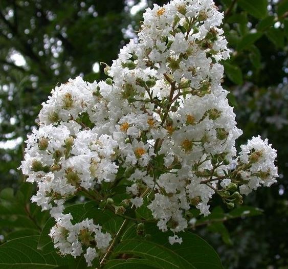 Lagerstroemia, Crape Myrtle, Japanese Crepe Myrtle Sarahs Favorite