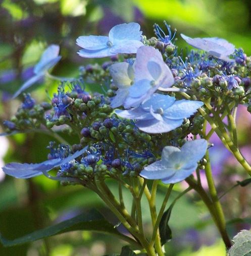 Mountain Hydrangea Blue Billow