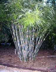 Bambusa, Tropical Blue Bamboo, White Powdery Bamboo 'Barbalatta'