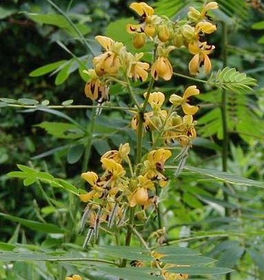 Senna Species, Wild Cassia, Wild Senna