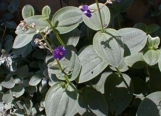 Pleroma Species, Glory Bush, Silver Leafed Princess Flower