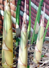 Bambusa, Variegated Chinese Bamboo, Hedge Bamboo 'Variegata'
