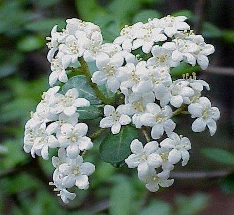 Viburnum Species, Small-Leaf Arrowwood, Walters Viburnum