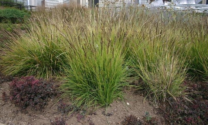 Autumn Moor Grass