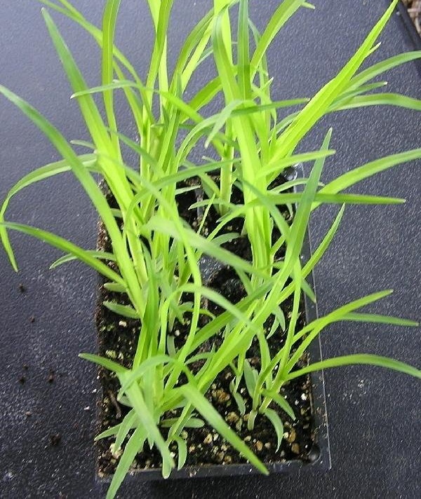 Eleusine, Finger Millet Green Cat
