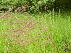 Velvet Bentgrass