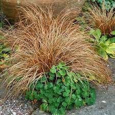 Leatherleaf Sedge 'Red Fox'