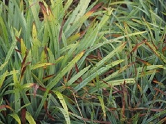 Blue Sedge, Heath Sedge 'Burton's Blue'