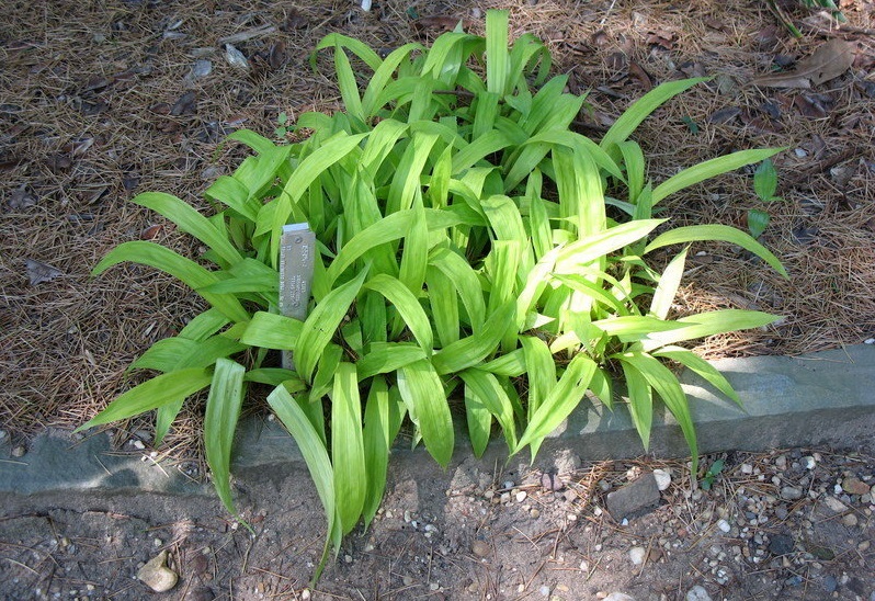 Creeping Broad-leafed Sedge Lemon Zest