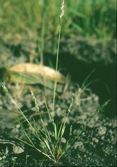 Yellow Hairgrass, Early Hair-grass
