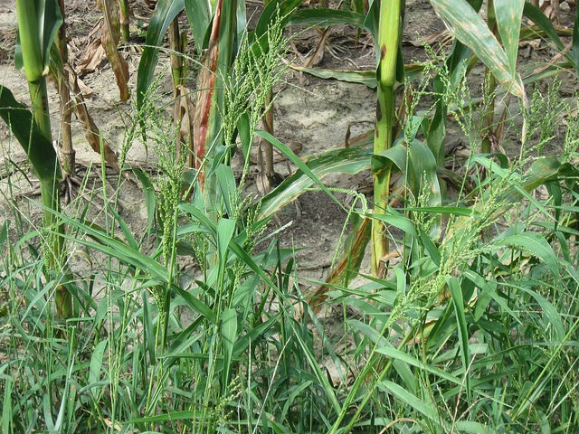 Dixie Signalgrass