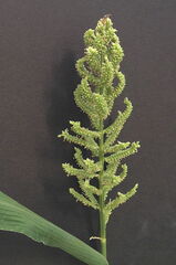 Billion-dollar Grass, Japanese Millet, Sanwa Millet